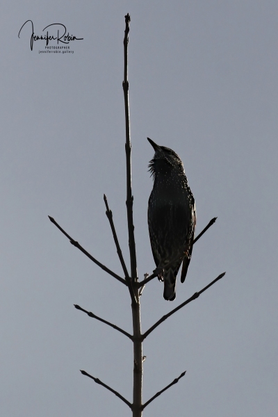 STARLING
