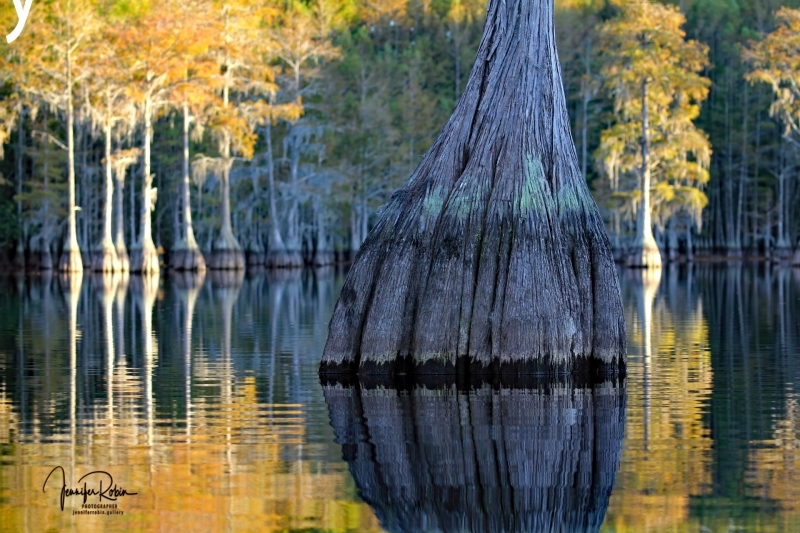 CYPRESS BULB