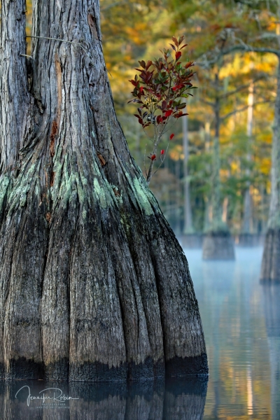 INNER GROWTH ON WATSON POND