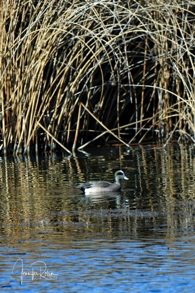 American Wigeon at Power Dam Falls, Santa Rosa NM