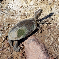 Big Bend Slider turtle at Bosque Del Apache